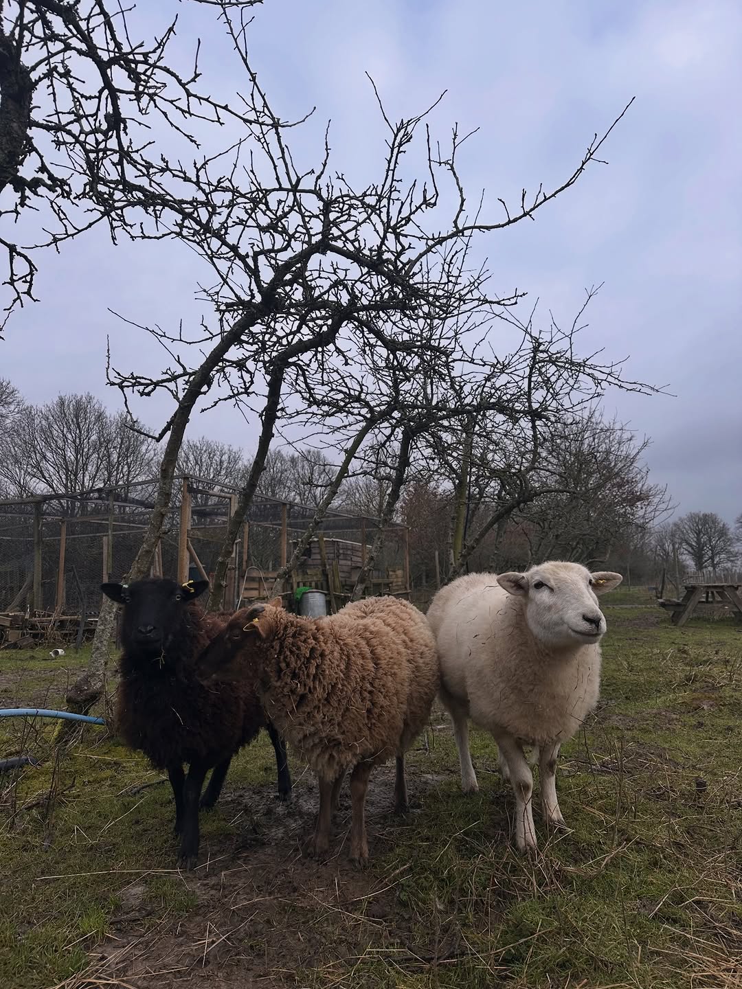 Abundance on the plot